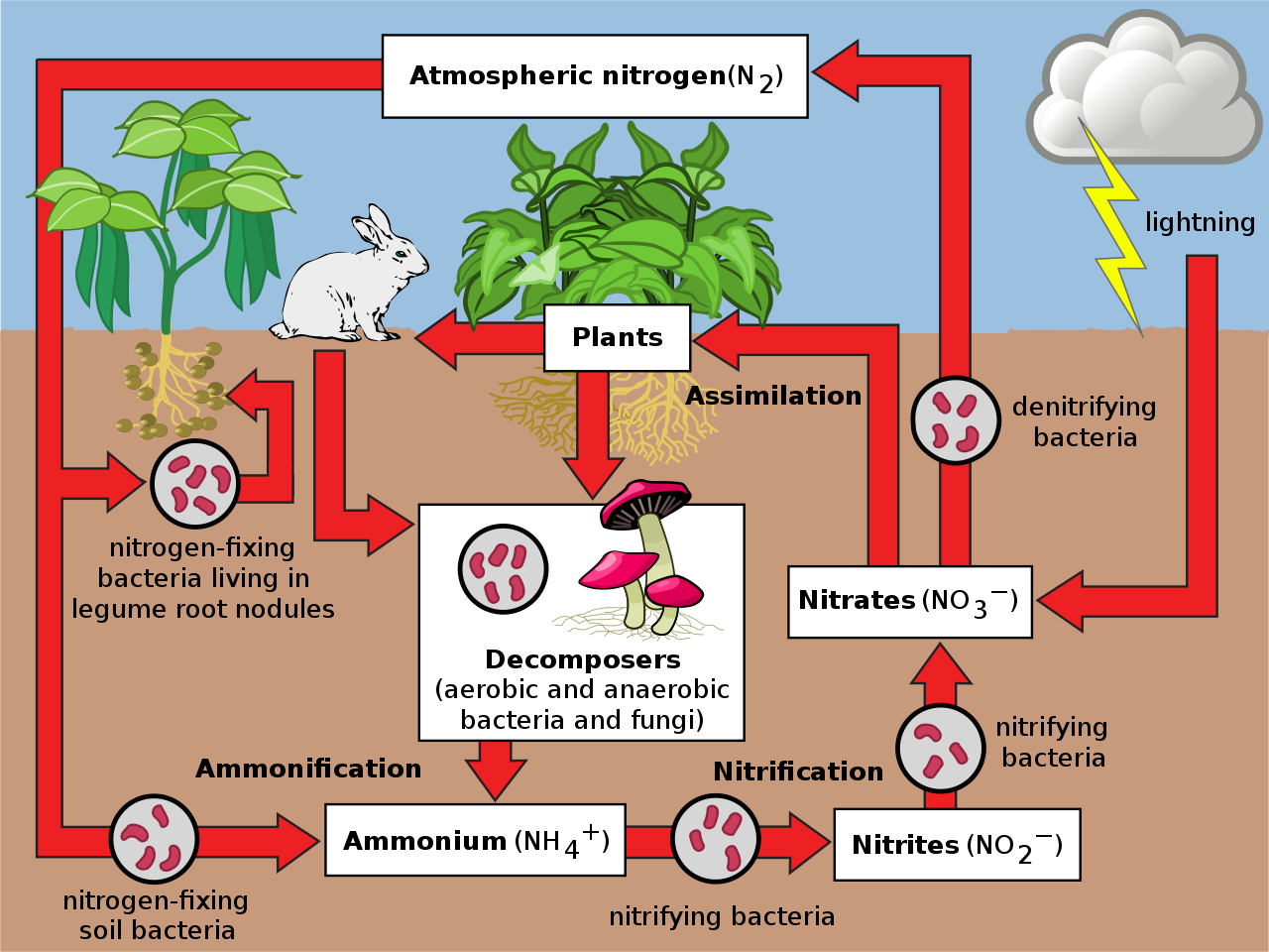 importance of nitrogen biology essay