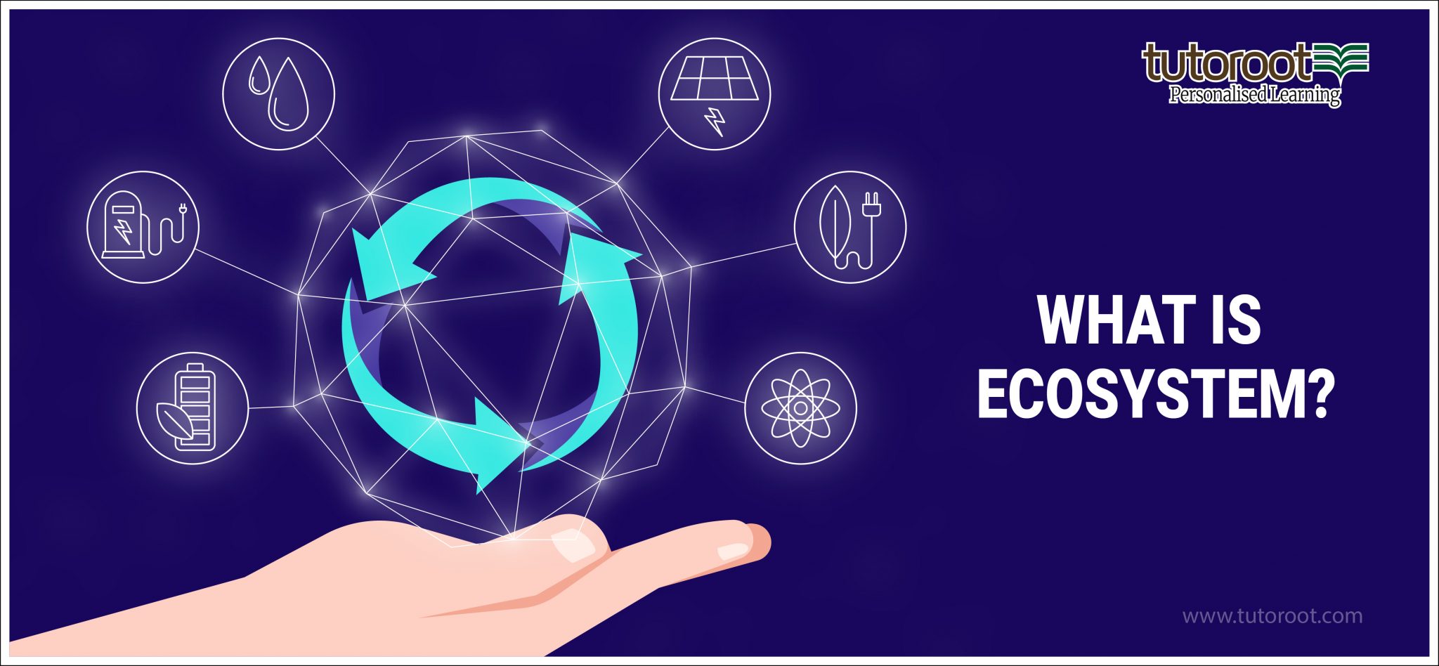 What is an ecosystem structure definition importance tutoroot