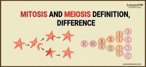 Mitosis And Meiosis
