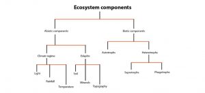 Structure of Ecosystem 