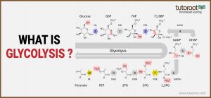 What is Glycolysis?