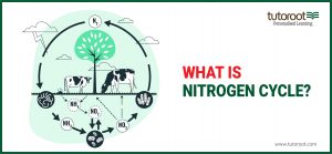 What is Nitrogen Cycle?