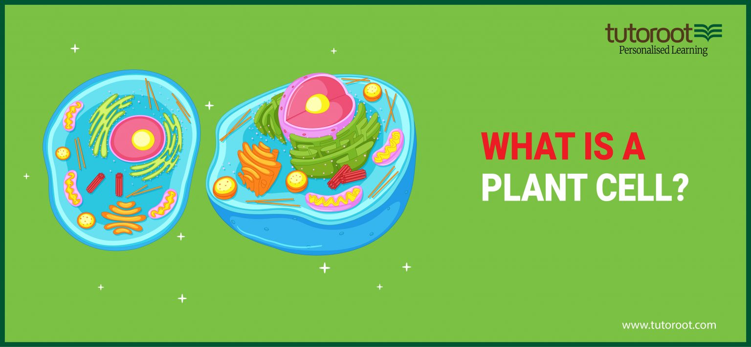 What is a Plant Cell? Types of Plant Cell, Diagram, Structure
