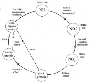 Nitrogen Cycle Diagram
