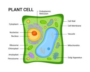 What is a Plant Cell? - Types of Plant Cell, Diagram, Structure