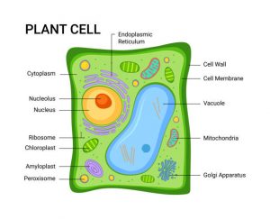 Plant Cell diagram