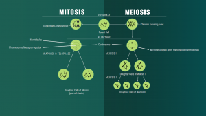 Mitosis and Meiosis Diagrams 