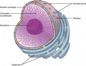 Structure of Nucleus