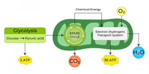 Aerobic Respiration