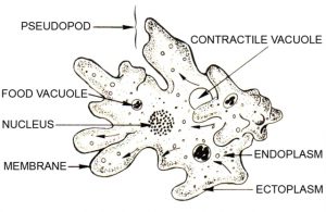 Structure of Amoeba