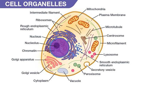 different types of cell organelles essay