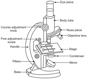 Compound Microscope Diagram