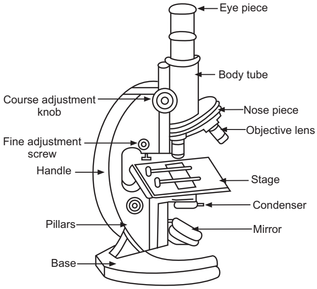 Compound Microscope Parts Diagram | Quizlet