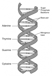 Structure of DNA 