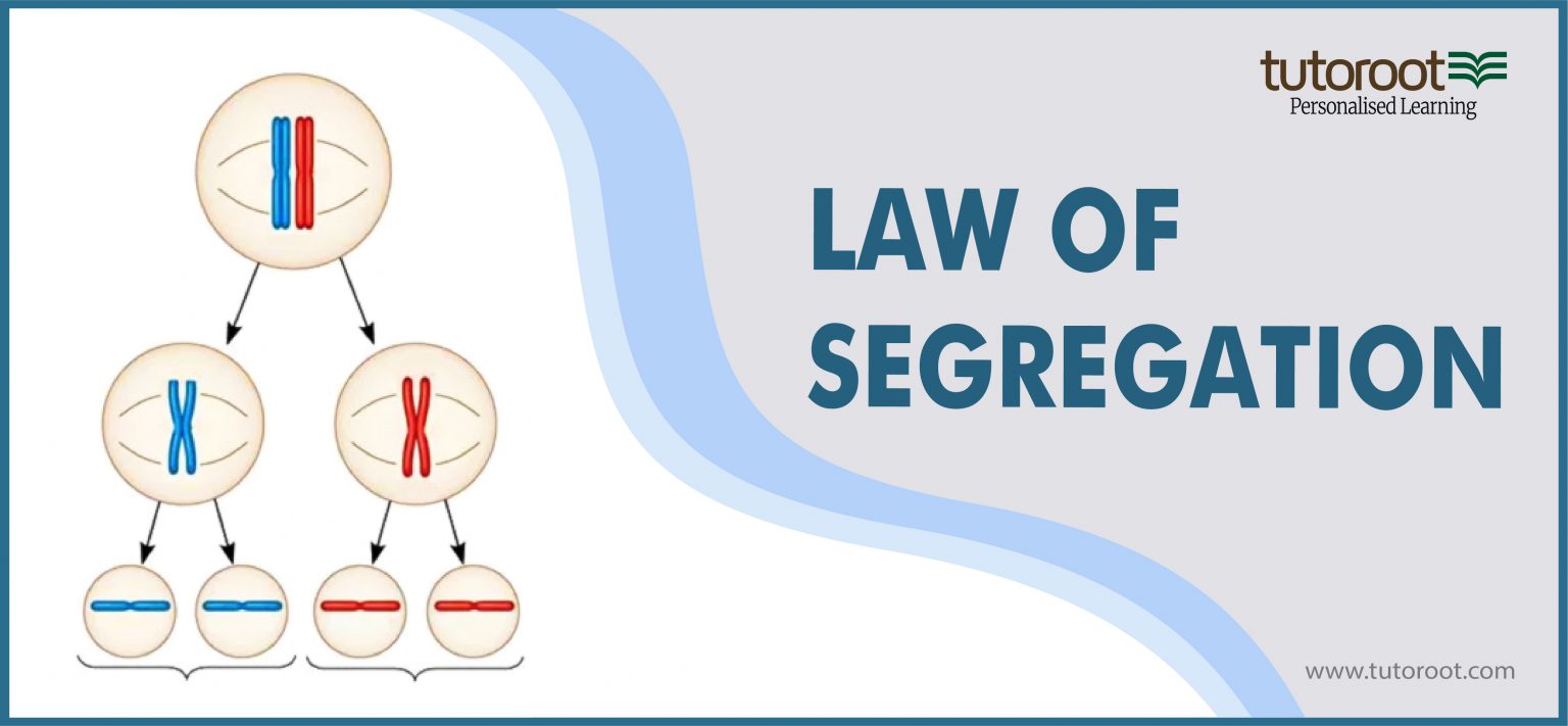 What is Law of Segregation and Law of Dominance? Tutoroot