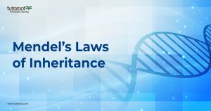 Mendel’s Laws of Inheritance