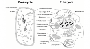 Diagrams of Prokaryotic and Eukaryotic Cells 