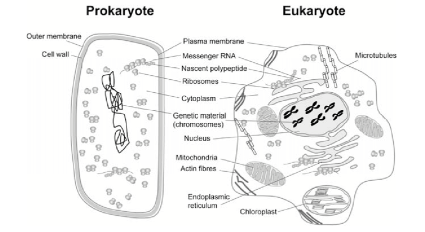 Prokaryote Vs Eukaryote. Illustration of Eukaryotic and Prokaryotic Cell  with Text Stock Vector - Illustration of anatomy, microbiology: 171491087