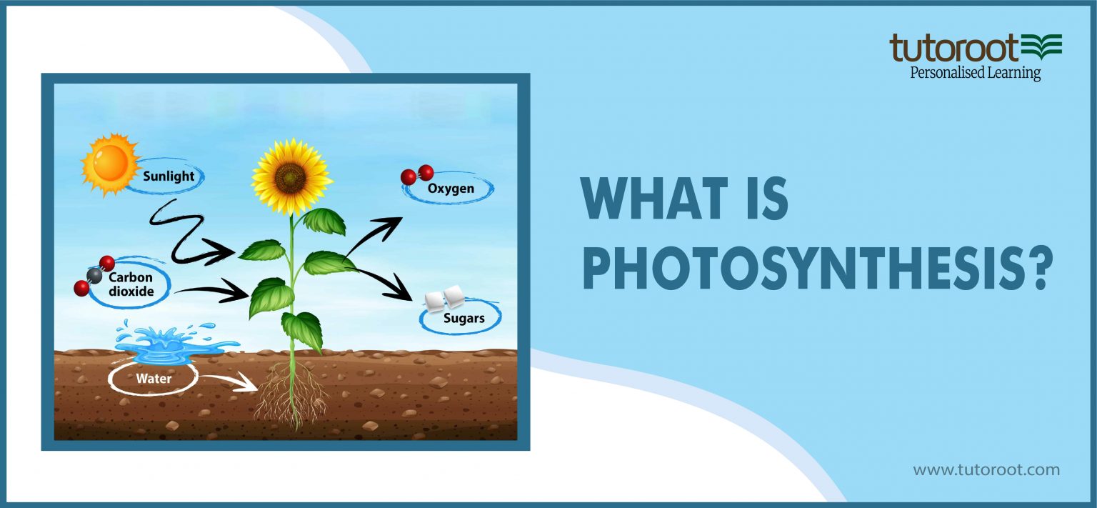 What is Photosynthesis? Definition, Diagram, Process