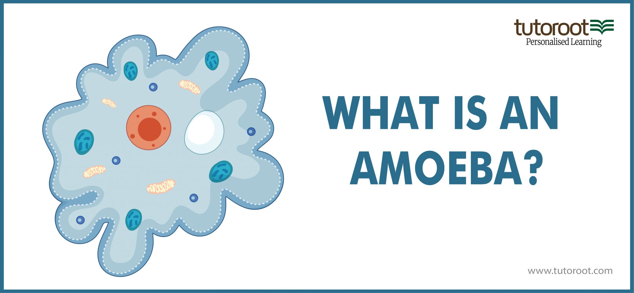 What Is An Amoeba Structure Classification Definition Tutoroot what-is-an-amoeba-structure-classification-definition-tutoroot