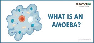 What is an Amoeba