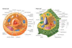 Diagrams of Plant Cell and Animal Cell