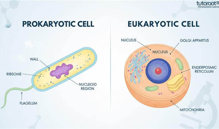 What is Prokaryotic and Eukaryotic Cells? – Definition, Diagram, Difference