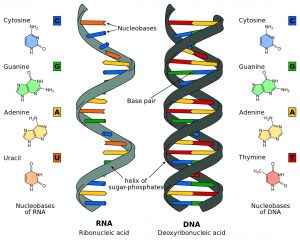 Structure of DNA and RNA