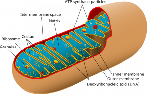 Structure of Mitochondria 
