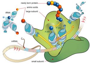 Structure of Ribosomes 