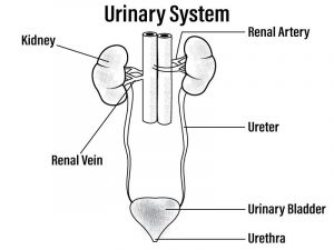 Human Excretory Diagram 