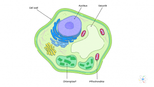 Structure of a Cell Wall 