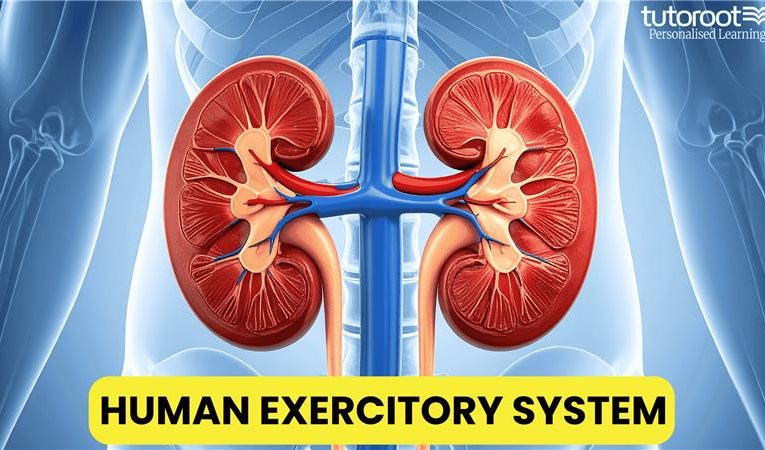 What is Human Excretory System? Organs, Function, Diagrams