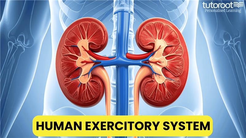 Human Exercitory System