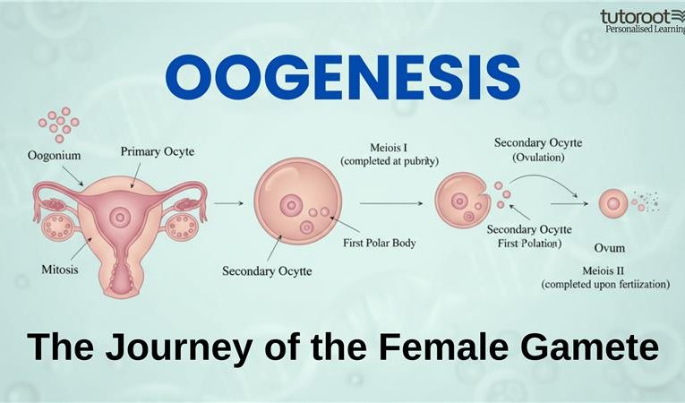 What is Oogenesis? Definition, Stages, Process