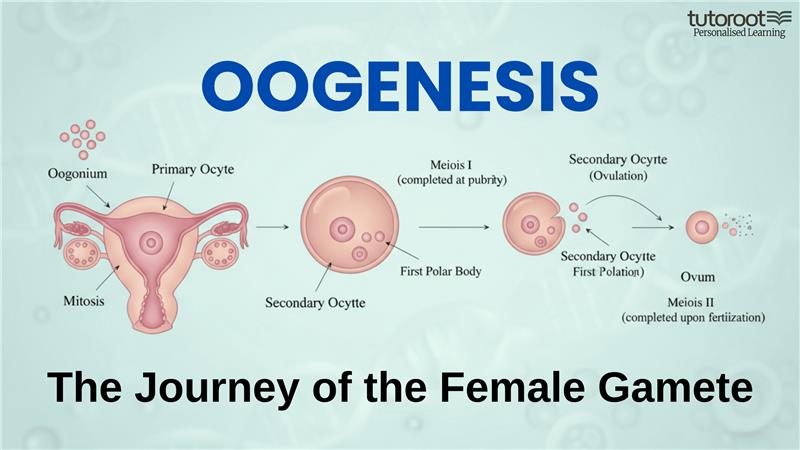 oogenesis