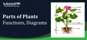 Parts of Plants