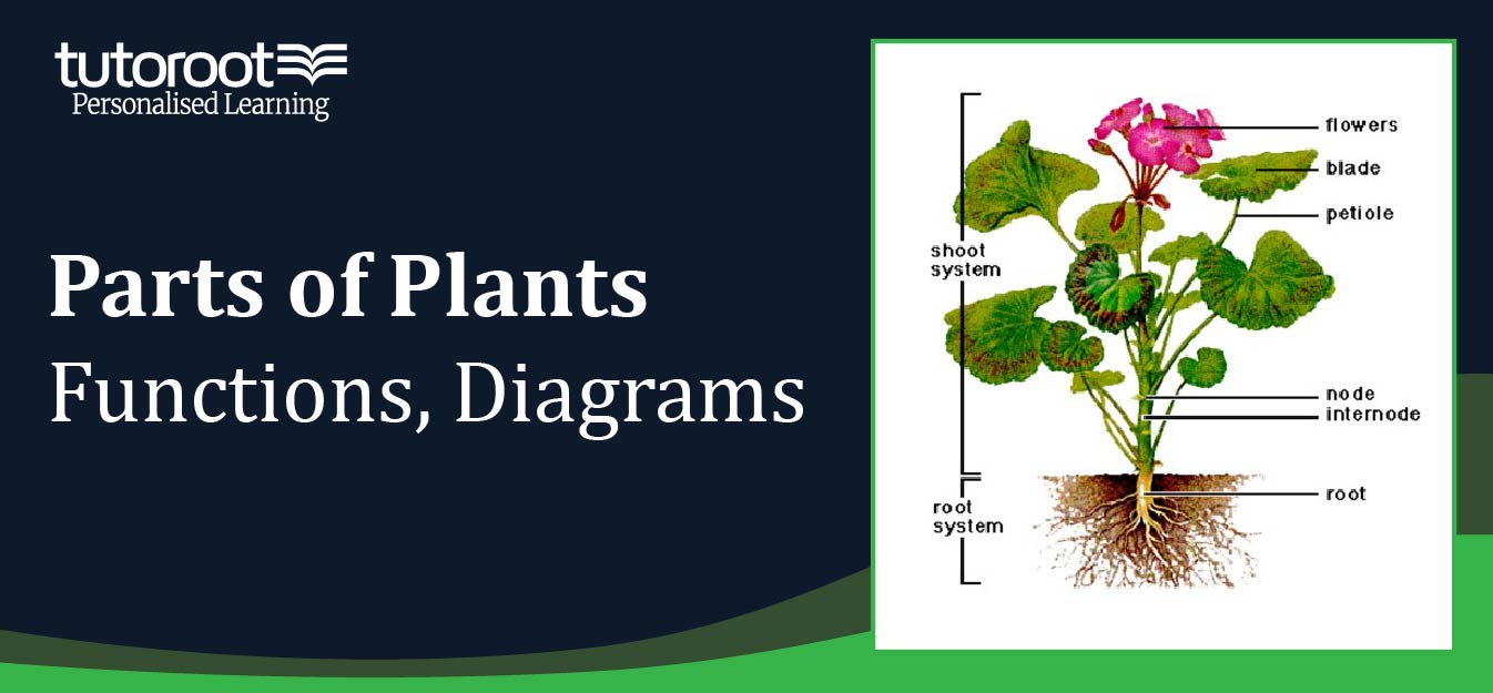 What are Parts of Plants? - Functions, Diagrams | Tutoroot