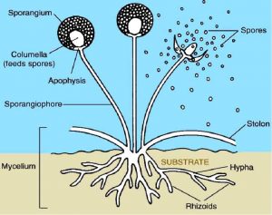 Structure of Kingdom Fungi