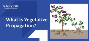 What is Vegetative Propagation?