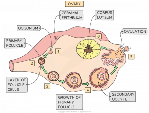 stages of Oogenesis