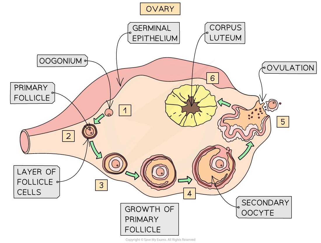 Spermatogenesis And Oogenesis Diagram