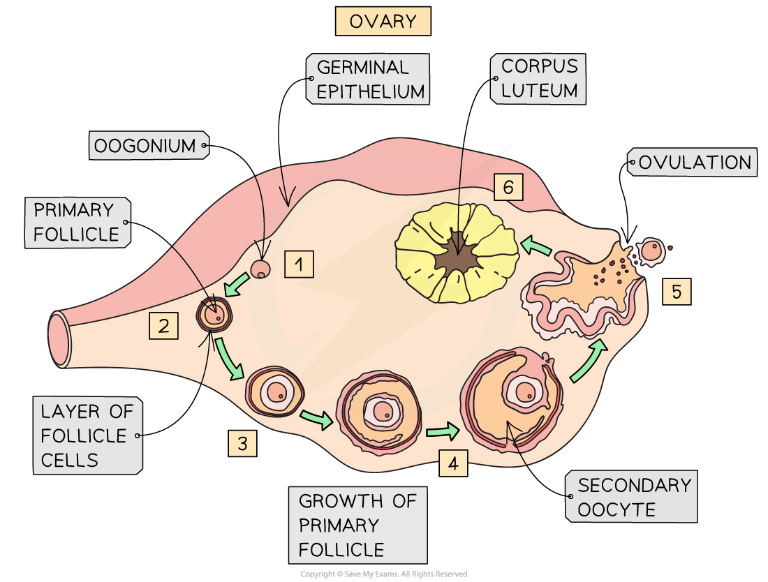 oogenesis assignment pdf