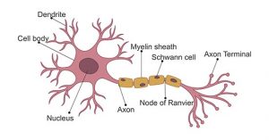 Structure of a Neuron