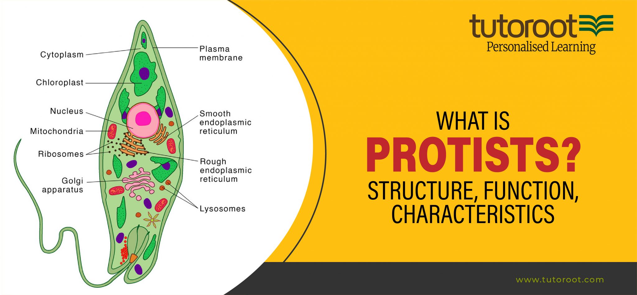What is Protista? Structure, Function, Characteristics