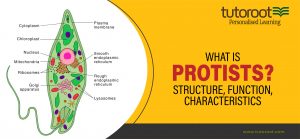 Structure of Protista