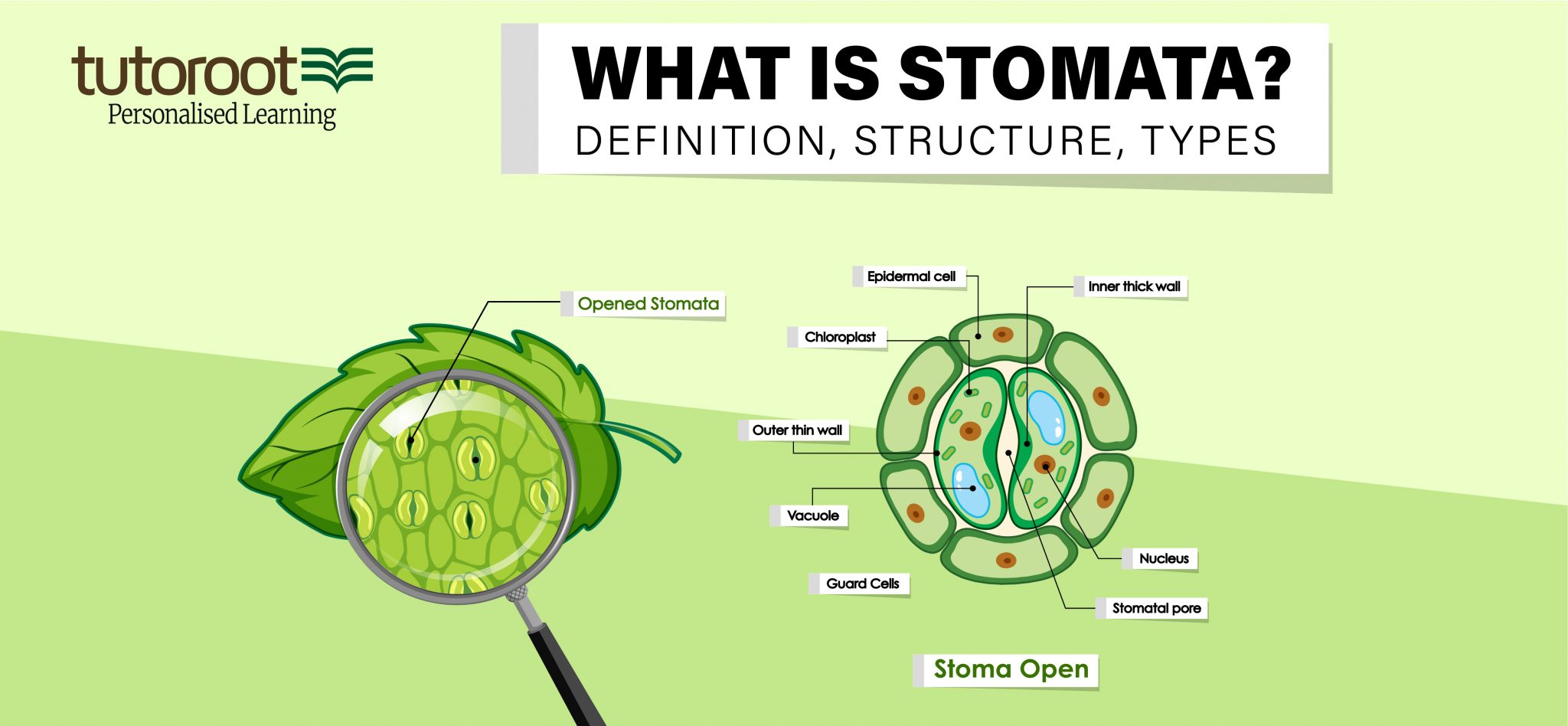 What Is The Role Of Stomata In Photosynthesis Class 10 What Is The Role Of Stomata In Photosynthesis Class 10