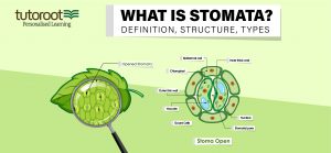 Structure of Stomata