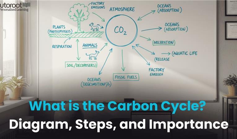 What Is the Carbon Cycle? Diagram, Steps, and Importance