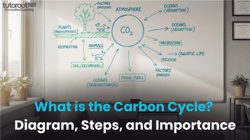 What Is the Carbon Cycle? Diagram, Steps, and Importance